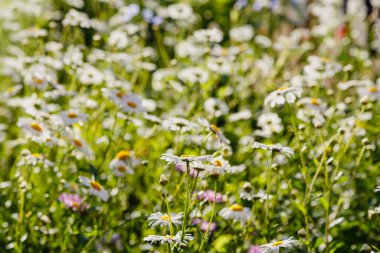 Parlak gün ışığında tarlada papatya çiçekleri