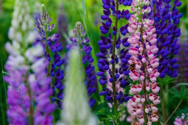 Yeşil tarlada güzel lupin çiçekleri