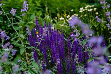 Bereketli menekşe açan salvia çiçekleri.