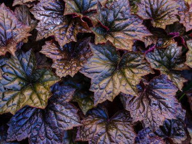 Bahçede kahverengi yapraklı çalı manzarası