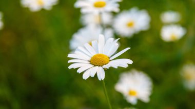 Yeşillikte çiçek açan papatya çayını yakın plan çek