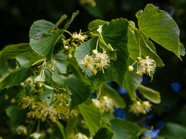 Ihlamur çiçeklerini güneş ışığında yakın çekim