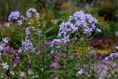 Bahçede açan pastel menekşe rengi gadellia lactiflora