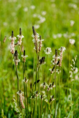 Kuru bitkilerin kökleri yemyeşil.