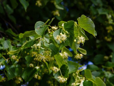 Ihlamur çiçeklerini güneş ışığında yakın çekim