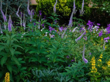 Bahçede çiçek açan mor Veronica Longifolia