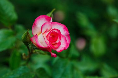 Pembe gülün yakın plan çekimi.