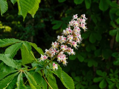 Çiçekler açıyor ve kestane ağacının yeşil yaprakları