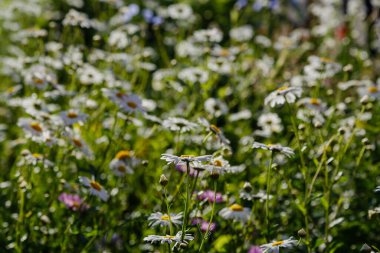 Yakın çekim. Parlak güneş ışığında açan papatyalar.