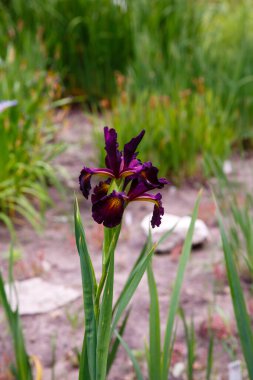 Etrafı yeşilliklerle çevrili koyu iris çiçeği.