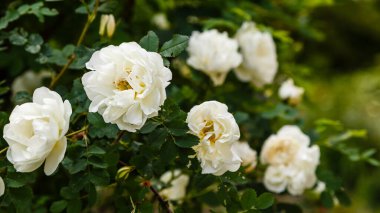 Çalılıklarda açan beyaz güller, yaklaşın