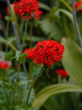 Bahçede çiçek açan kırmızı lychnis chalcedonica