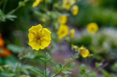 Sarı çiçekli potensiyel ereksiyon bitkisi.