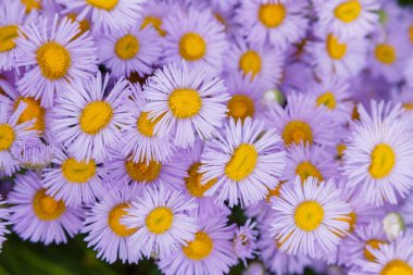 Menekşe Erigeron çiçekleri, yakın çekim.