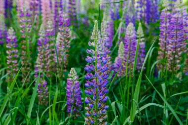 Yeşil tarlada güzel lupin çiçekleri