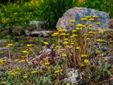 Sarı kır çiçeklerini yakın çekim