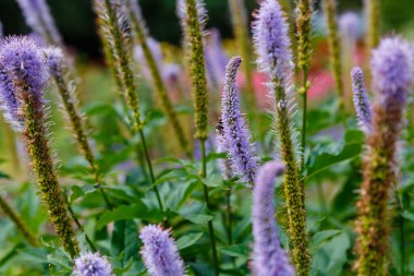 Bahçede çiçek açan mor veronicastrum sibiricum