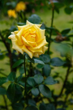 Yeşillikli sarı gülün yakın çekim görüntüsü