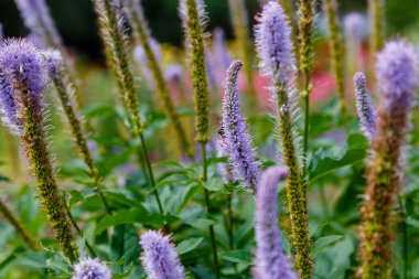 Bahçede çiçek açan mor veronicastrum sibiricum