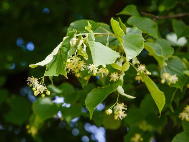 Ihlamur çiçeklerini güneş ışığında yakın çekim