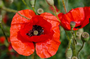 Canlı gelincik çiçeğinin yakın plan görüntüsü
