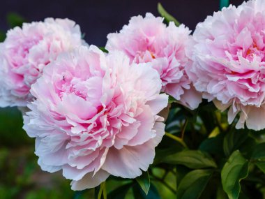 Açık pembe şakayıklar, yakın çekim.