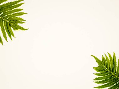 yeşil eğreltiotu çerçeve ile kopyalama alanı bırakır