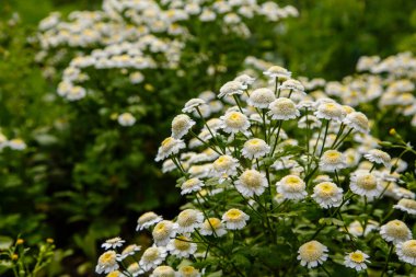 Çalılıklardaki küçük beyaz çiçekleri yakın plan çek.