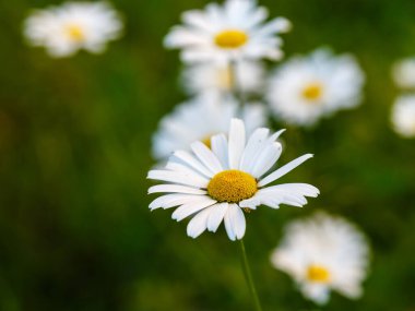 Yeşillikte çiçek açan papatya çayını yakın plan çek
