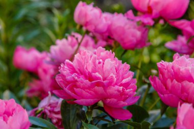 Pembe çiçek açan şakayıkların yakın plan çekimi.