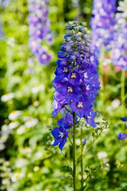 Mor çan çiçekleri bahçede yeşilliklerle çiçek açıyor.