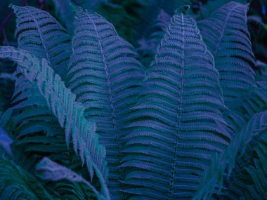 eğreltiotu yapraklarının renkli resmi, çiçek arkaplanı