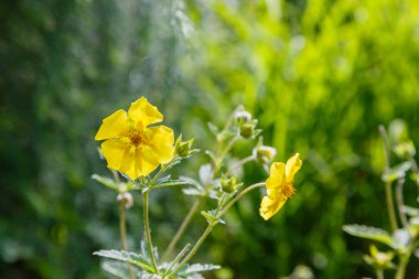 Sarı çiçekli potensiyel ereksiyon bitkisi.