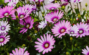 Çiçekler yemyeşil.