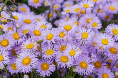 Menekşe Erigeron çiçekleri, yakın çekim.