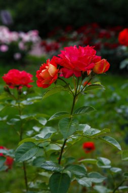 Çiçekli kırmızı güller, yakın çekim.