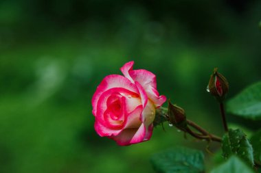 Pembe gülün yakın plan çekimi.