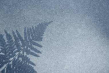 Duvarda eğreltiotu yaprağının gölgesi ve kopyalama alanı