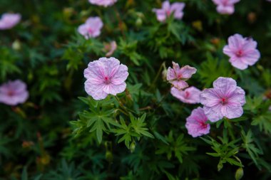 Yeşil çalılıklarda açan pembe çiçekler
