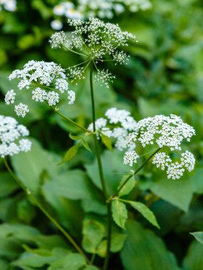 Yeşillikte beyaz cilt bakımı yakın çekim