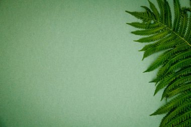 yeşil arkaplanda yeşil eğreltiotu yaprakları kopyalama alanı ile