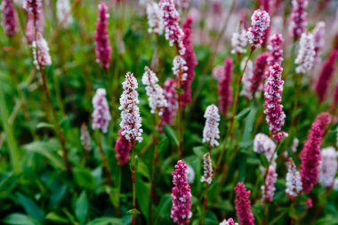 Kırmızı ve beyaz çiçekleri yakın çekim