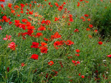 canlı kırmızı gelincikler yemyeşil alanda 