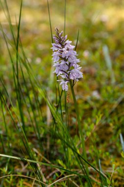 Çiçek açan Gymnadenia 'nın etrafı çimlerle çevrili.