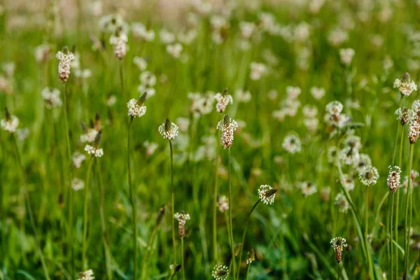 Dry Plant Stems Surrounded Lush Greenery — Stock Photo, Image