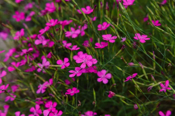 Lush Pink Flowers Green Grass — Stock Photo, Image