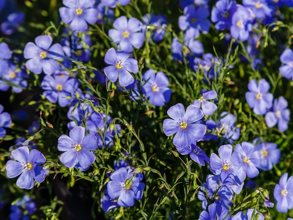 Små Blå Blommor Starkt Solljus — Stockfoto