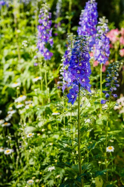 Paarse Klokbloemen Bloeien Tuin Met Groen — Stockfoto