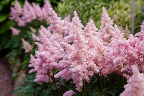 Kvetoucí Růžová Astilbe Japonica Zahradě — Stock fotografie