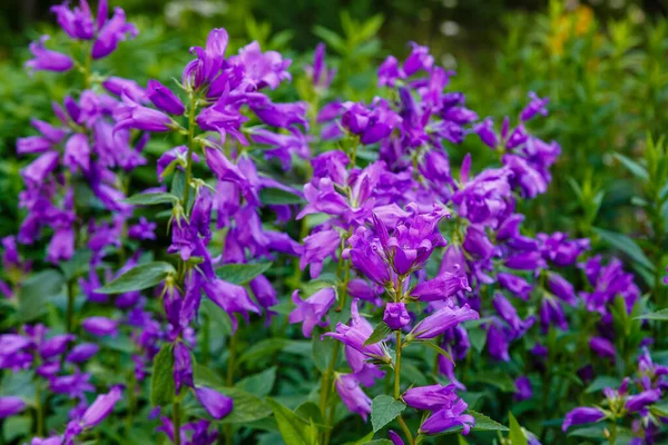 庭に咲く鮮やかな紫色の花 — ストック写真